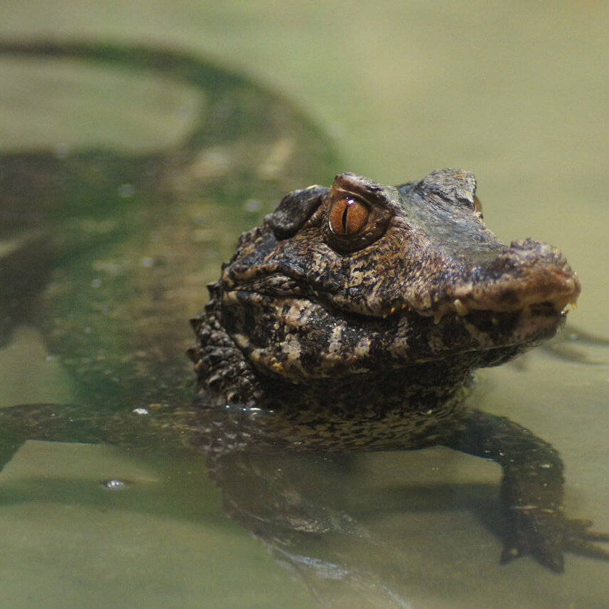 kleines Krokodil im Wasser