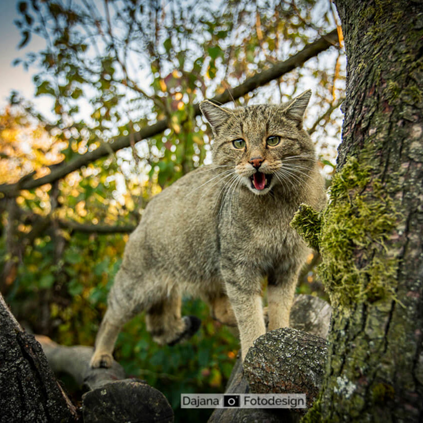 eine Wildkatze steht auf einem Baum